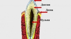 Zmena zubov mačky: čo potrebujete vedieť majiteľa